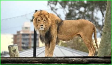 Brutus & Pixie: Beloved Zoo Lions' Passing Sparks Global Grief