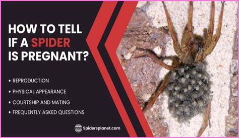 Discover The Fascinating World Of Pregnant House Spiders