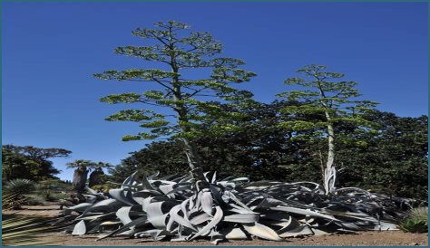 Grateful Dead's Eco-Legacy: Hugo's Tree-Planting Death Inspires